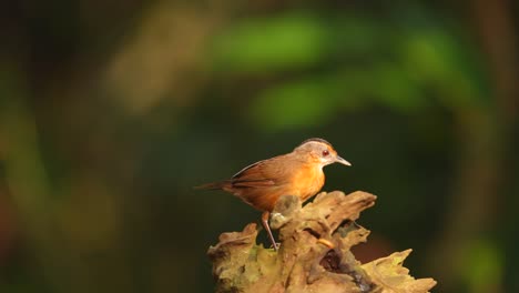 Un-Pájaro-Charlatán-De-Cabeza-Negra-De-Java-Está-Comiendo-Pequeñas-Orugas-En-Brotes-De-Madera-Seca