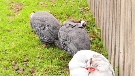 three guineafowl interacting near a wooden fence