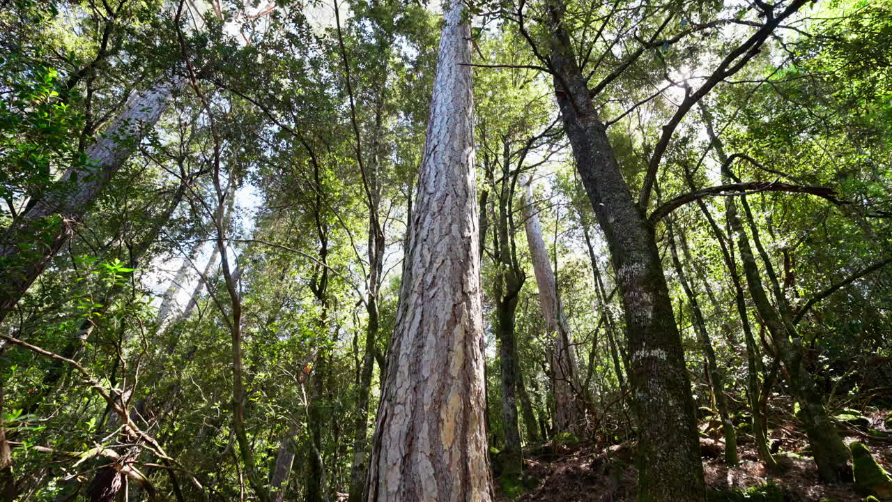 Panoramic view of green lush forest. Natural wilderness. Lost in the woods. Hiking path. Green ecosystem. Peaceful biodiversity