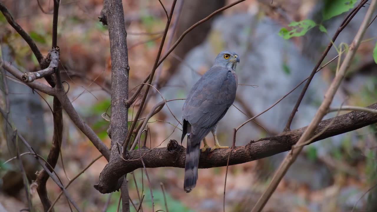 mirando hacia la derecha y mirando hacia arriba mientras la cámara hace zoom en un escenario de bosque seco, crested goshawk accipiter trivirgatus, tailandia