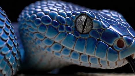 close-up of a blue snake's head