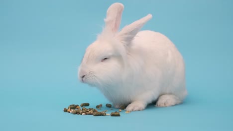 el conejo blanco come comida con placer. conejo de pascua blanco en un azul