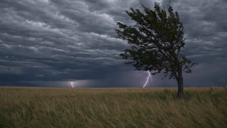 stormy field with a wind-twisted tree