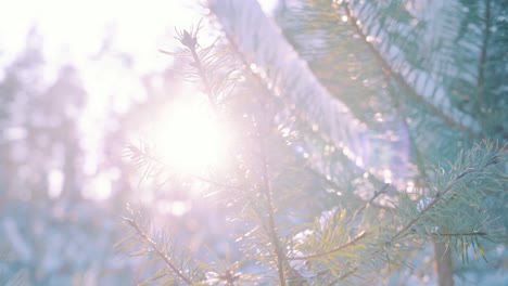 snow covered conifer leaves backlit sunlight during winter