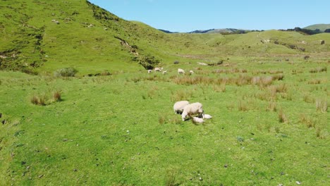 Flying-close-to-a-mother-sheep-with-her-lambs-before-they-run-away