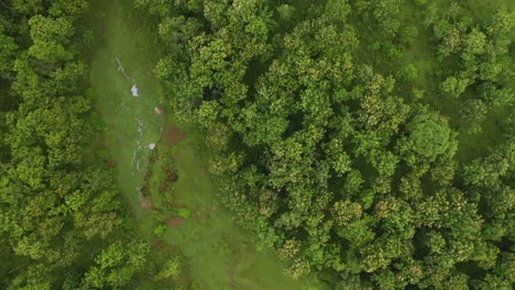 top-down-shot-of-rainforest-from-above