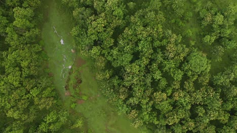 雨林從上方向下拍攝