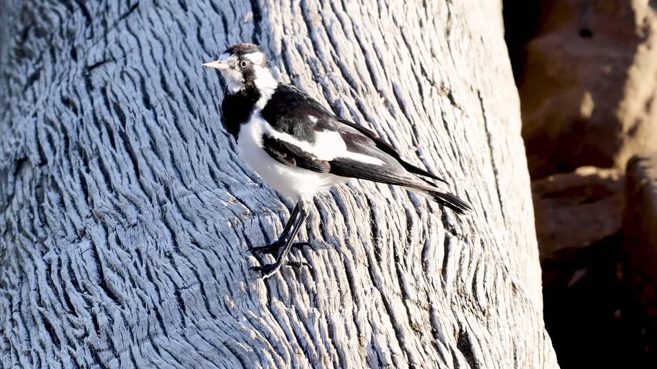 A black and white bird stands and moves on a textured wooden surface in natural light.