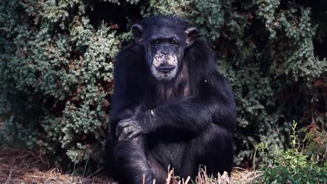 chimpancé sentado