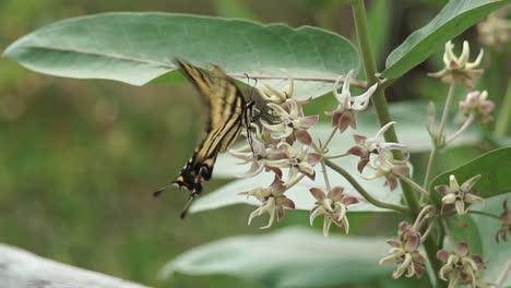 una mariposa monarca solitaria aterrizando en una planta de algodoncillo para alimentarse y luego revoloteando, de cerca
