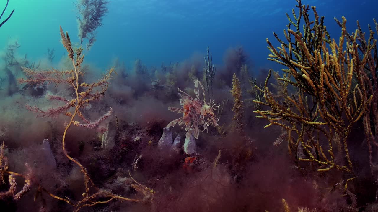 Leafy Sea Dragon with eggs 4k slow motion South Australia