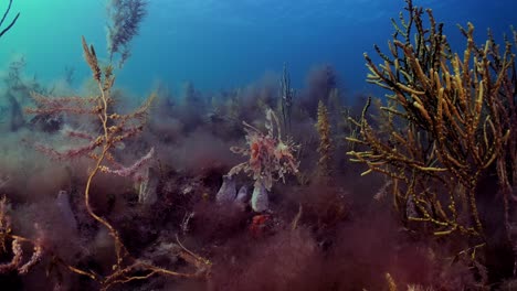 dragón de mar frondoso con huevos 4k cámara lenta sur de australia