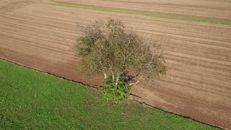 árbol-Solitario-En-Tierras-De-Cultivo,-Prado-Verde-Y-Marrón,-Campo-Arado,-Vista-Aérea,-Serenidad,-Paz-Y-Tranquilidad,-Paisaje-Rural-Vista-De-Pájaro