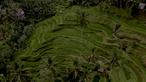 stunning aerial view of lush rice terraces in bali, indonesia