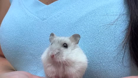 small white hamster in hands