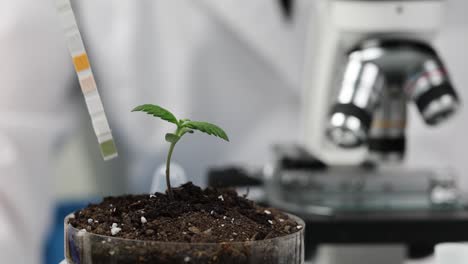cannabis seedling in laboratory setting