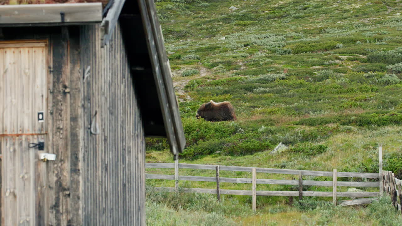 Cinematic Profile of Musk Ox Ovibos moschatus by Norwegian Highland farm