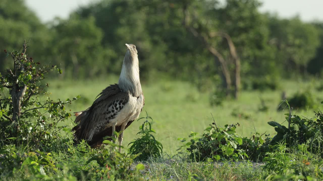 A kori bustard is standing with his neck inflated in the green landscape while calling, Savute Botswana