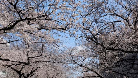 La-Mejor-Flor-De-Cerezo-En-Tokio