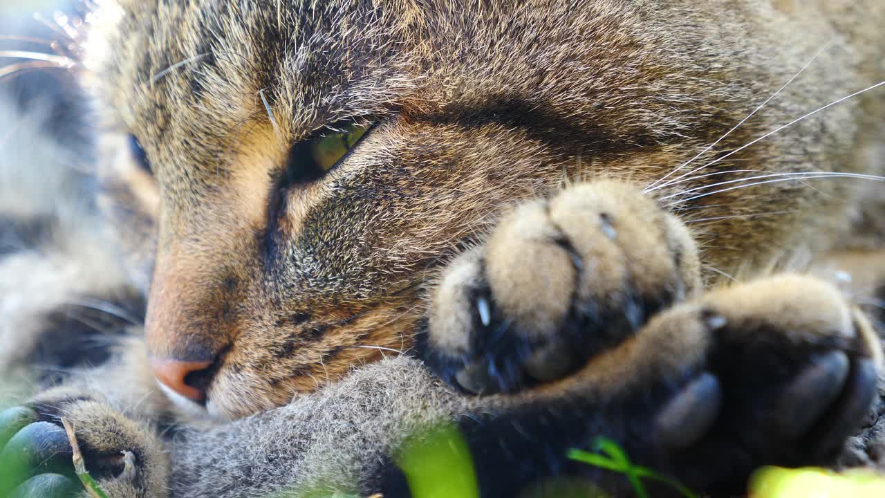 primer plano de un gato durmiendo y luego abriendo los ojos. tiene ojos verdes y un hermoso pelaje marrón. se pueden ver sus ojos e incluso una hormiga caminando en sus patas. sus garras son visibles.