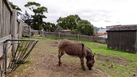 a donkey grazing in a historical village setting