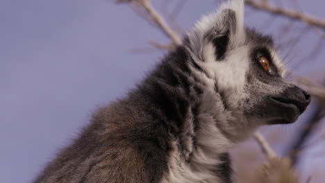 Lemur-in-enclouser-turns-to-look-directly-into-camera---close-up