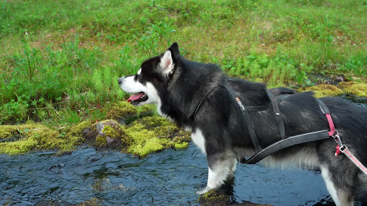 cerca del malamute de alaska de pie en el río con el agua que fluye en flakstadvag, noruega