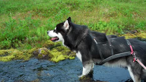 close up of alaskan malamute standing in the river with flowing water in flakstadvag, norway