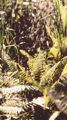 close up of ferns in a tropical forest