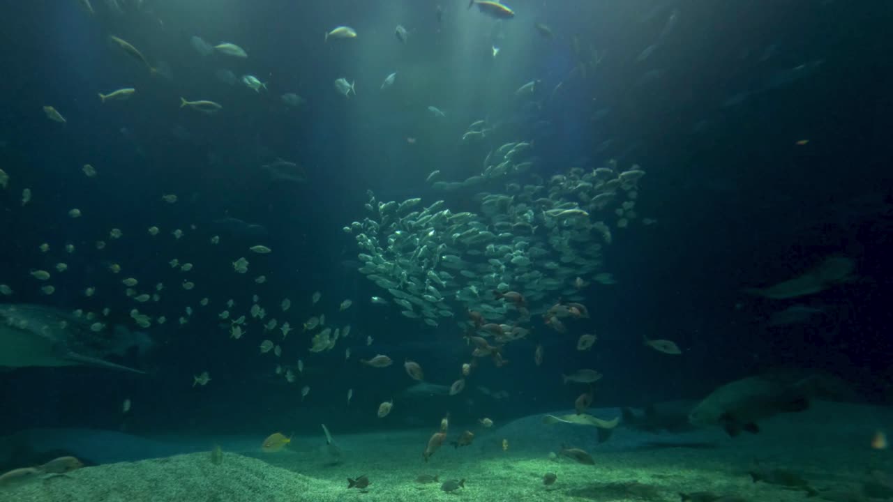 peces que nadan en patrones sincronizados bajo el agua