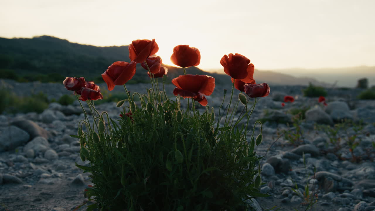 Silhouette eines Busches roter Mohnblumen, die zwischen den Felsen eines trockenen Flussbettes wachsen