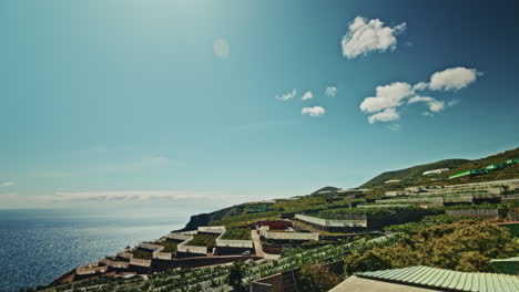 banana plantation on coastal hills