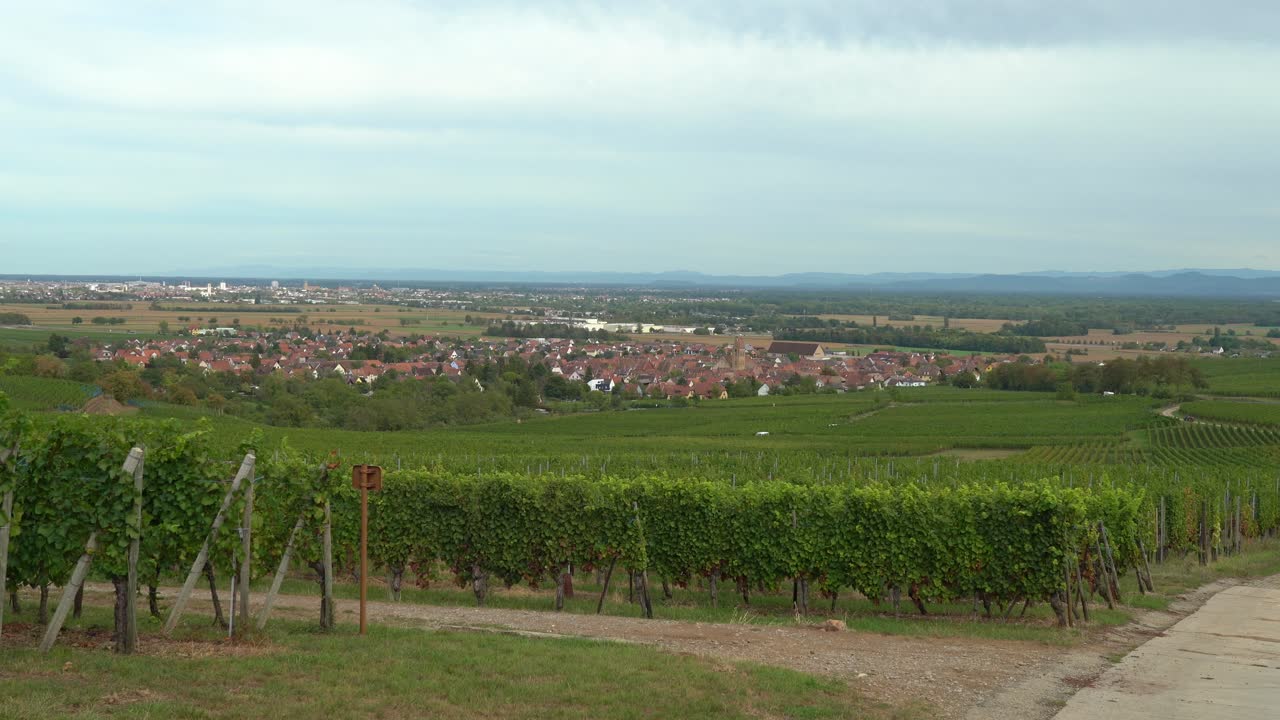 Città di Eguisheim con vigneti alla periferia di Colmar nella Francia orientale