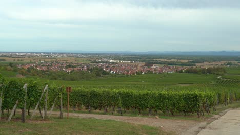 town of eguisheim with vineyards in the outskirts of colmar in eastern france