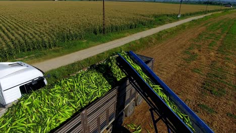 Tractor-Navigating-Through-Rows-of-Corn:-Aerial-Shot