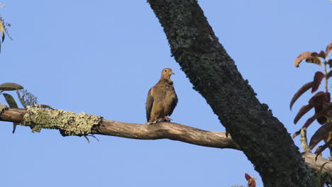 A-mourning-dove-preening-and-looking-around-on-a-large-branch