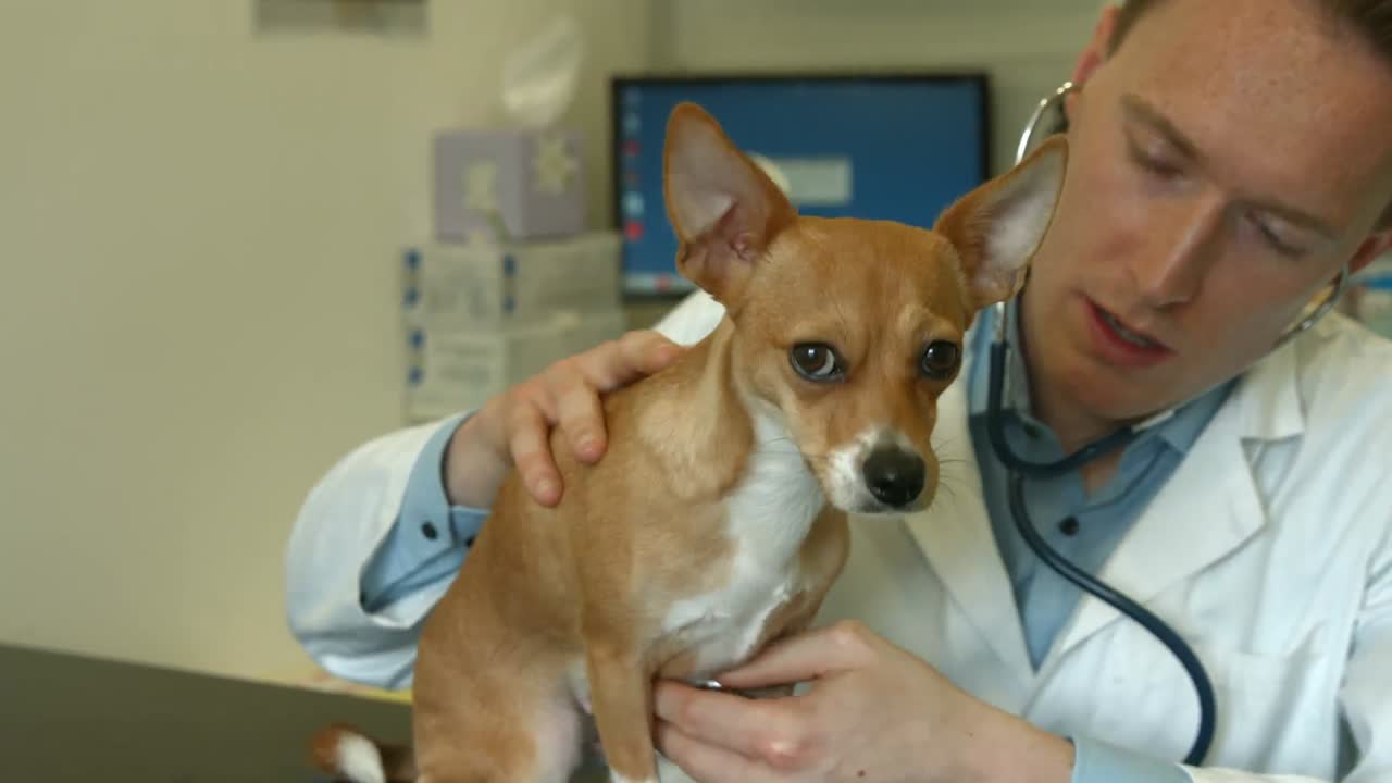 Vet examining little dog in his office 