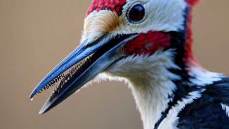 close-up of a woodpecker with open beak