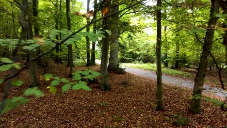 Beautiful-push-in-steady-shot-in-the-forest