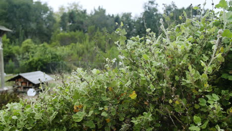 A natural landscape with lush vegetation and a small cabin