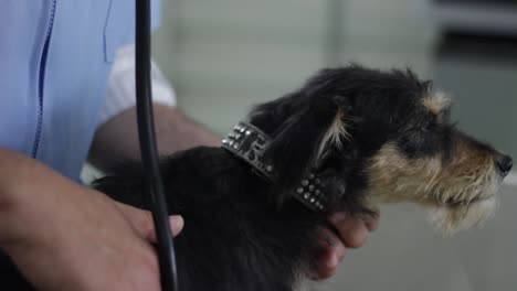 vet-doing-a-check-up-of-a-black-puppy-in-an-adoption-shelter