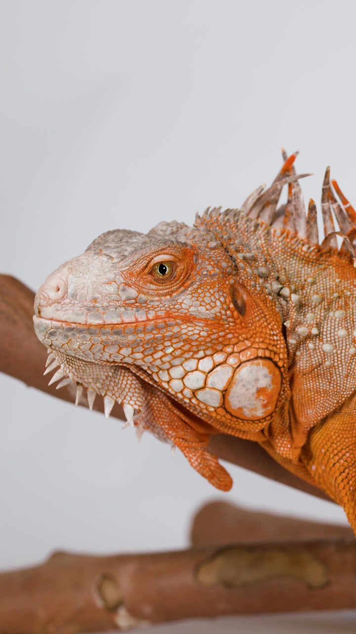 Un primo piano dettagliato di un'iguana arancione che sbatte le palpebre mentre è appollaiata su un ramo di legno.