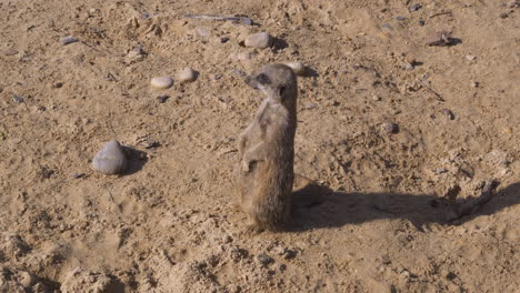 mob of meerkats exploring their surroundings at wildlife safari park