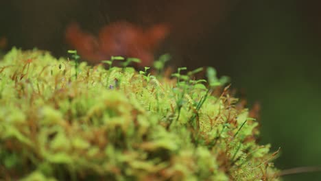 plantas en miniatura, musgo y líquen, salpicadas de gotas de rocío matutino en la tundra de otoño