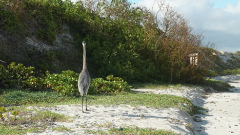 gran garza azul caminando sola playa de arena con vegetación verde en las galápagos