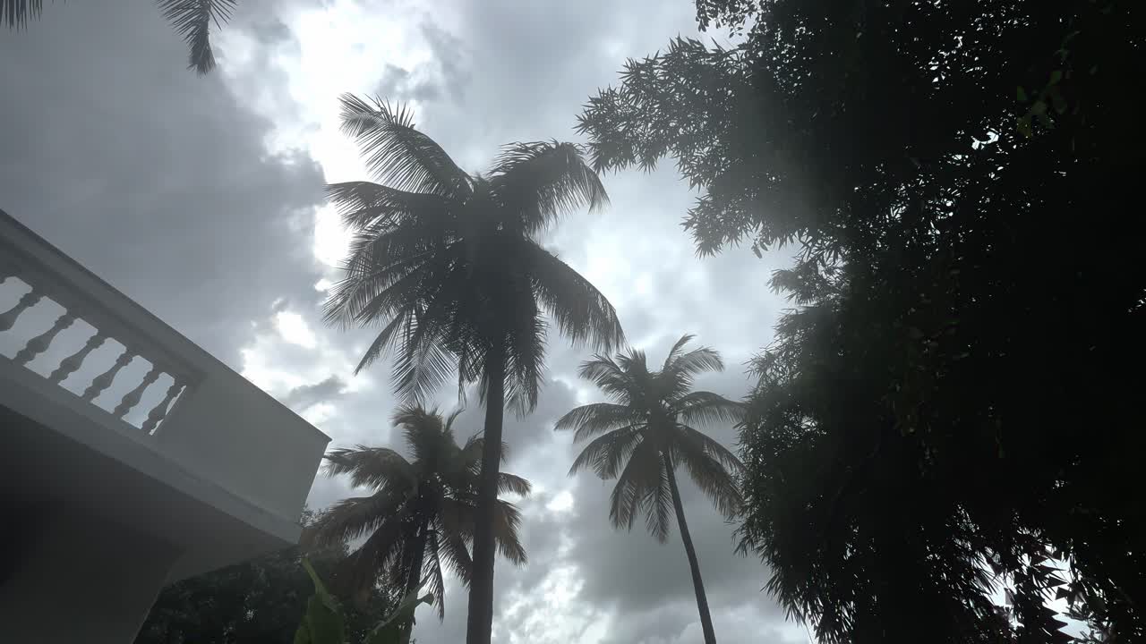 Looking At Towering Palm Trees Against A Stormy, Cloudy Sky. Low Angle Shot