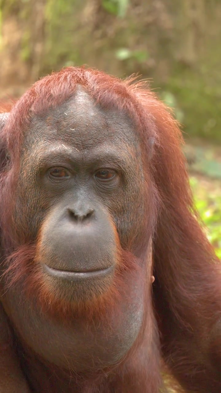 Primo piano ripreso a mano di un orangutan che si guarda intorno e si riposa in una foresta lussureggiante
