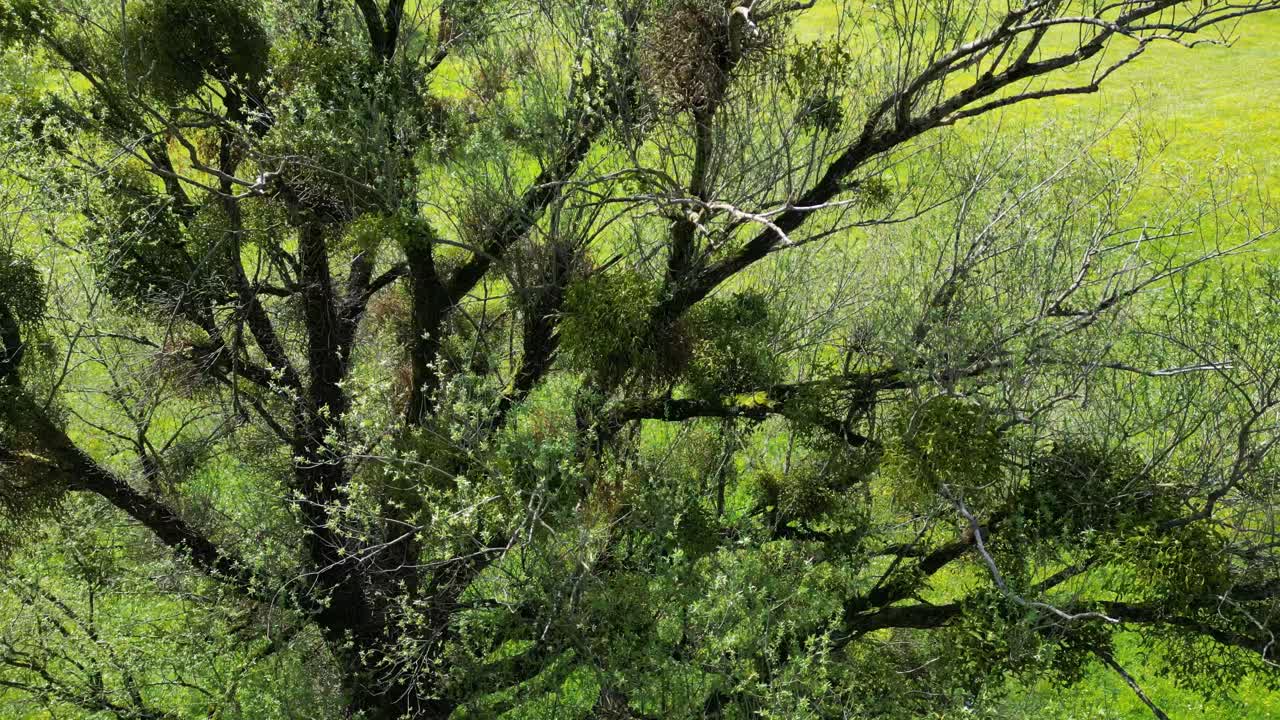 Descending drone captures mesmerizing closeup of huge mistletoe tree