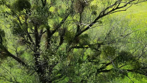 Un-Dron-Descendente-Captura-Un-Fascinante-Primer-Plano-De-Un-Enorme-árbol-De-Muérdago