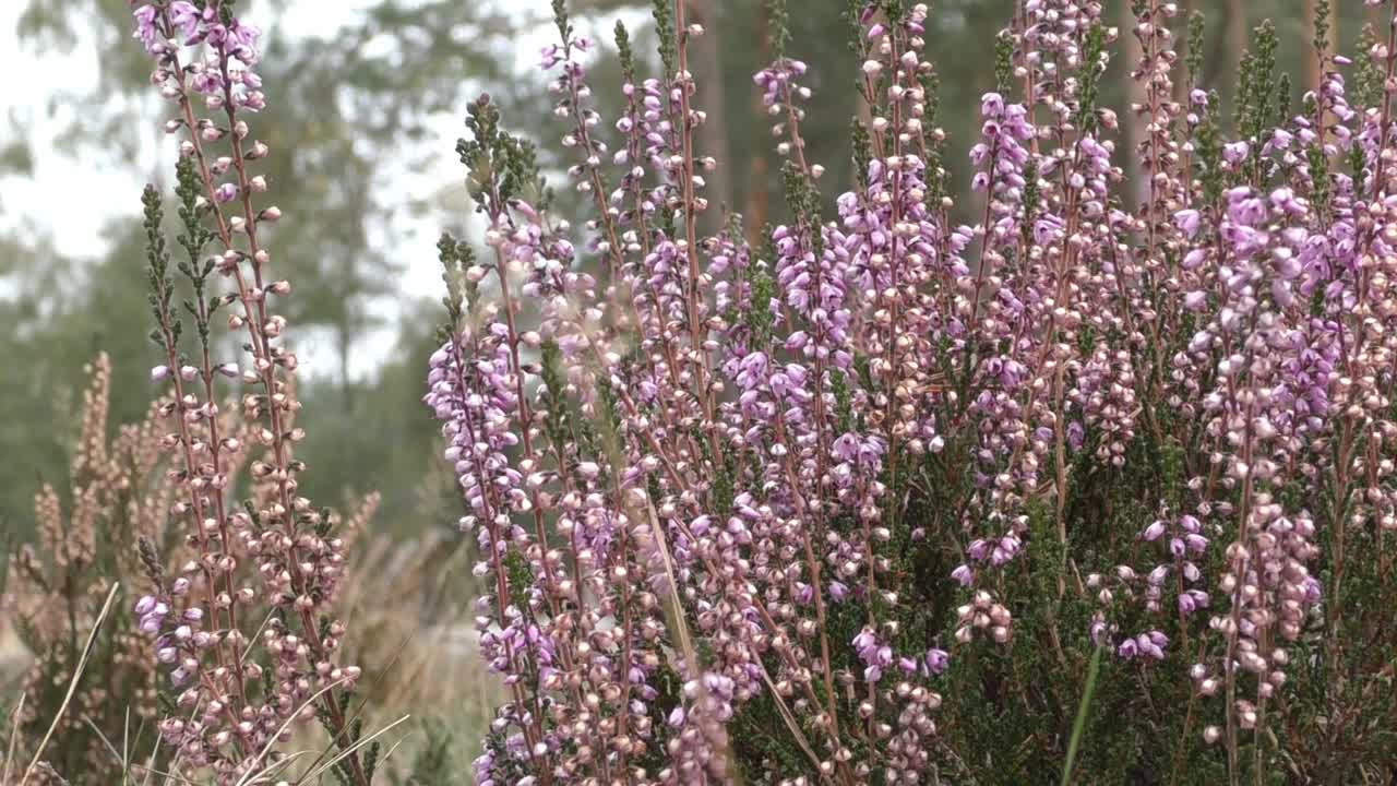bastante brezo rosa soplando en una suave brisa en campo verde